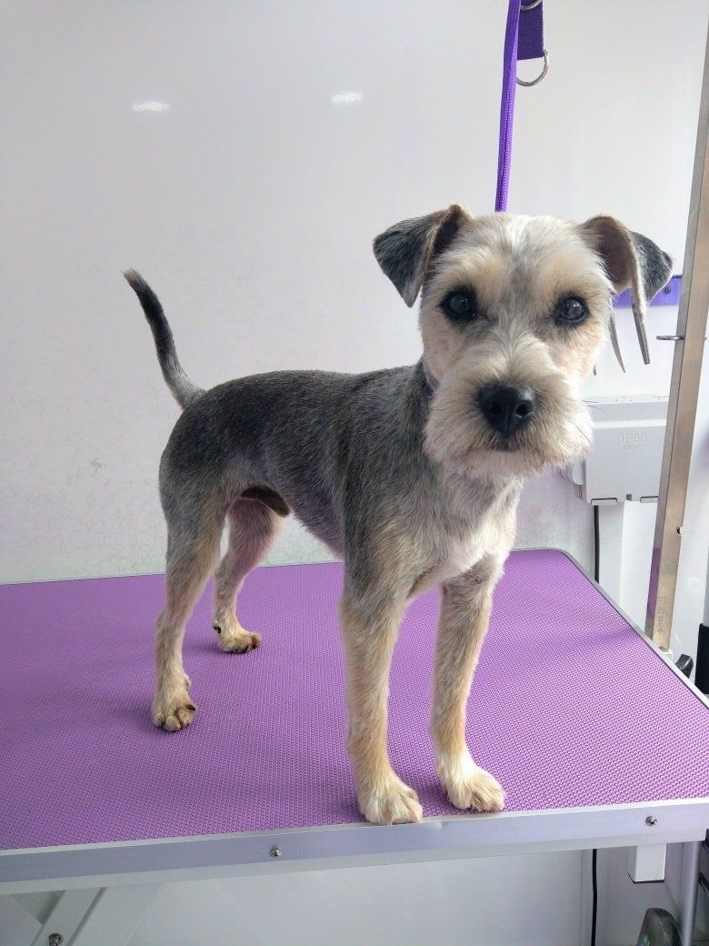 Teddy Norton and Malton Dog Grooming