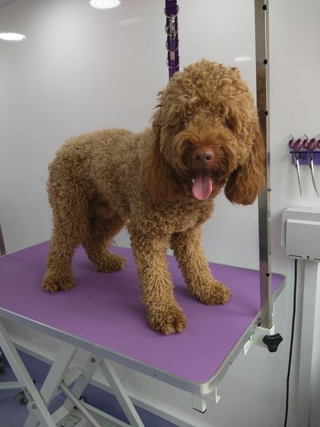 Teddy before Norton and Malton Dog Grooming
