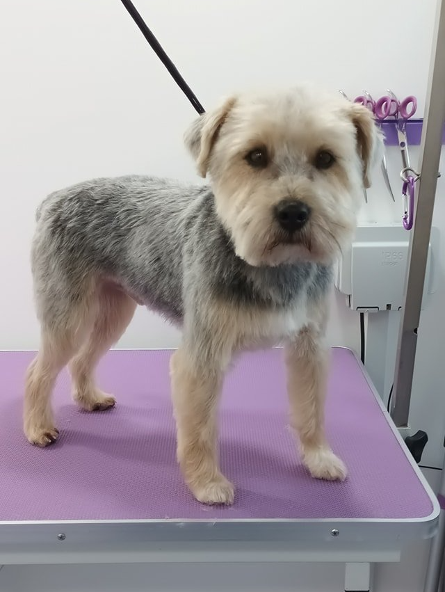 Teddy Norton and Malton Dog Grooming