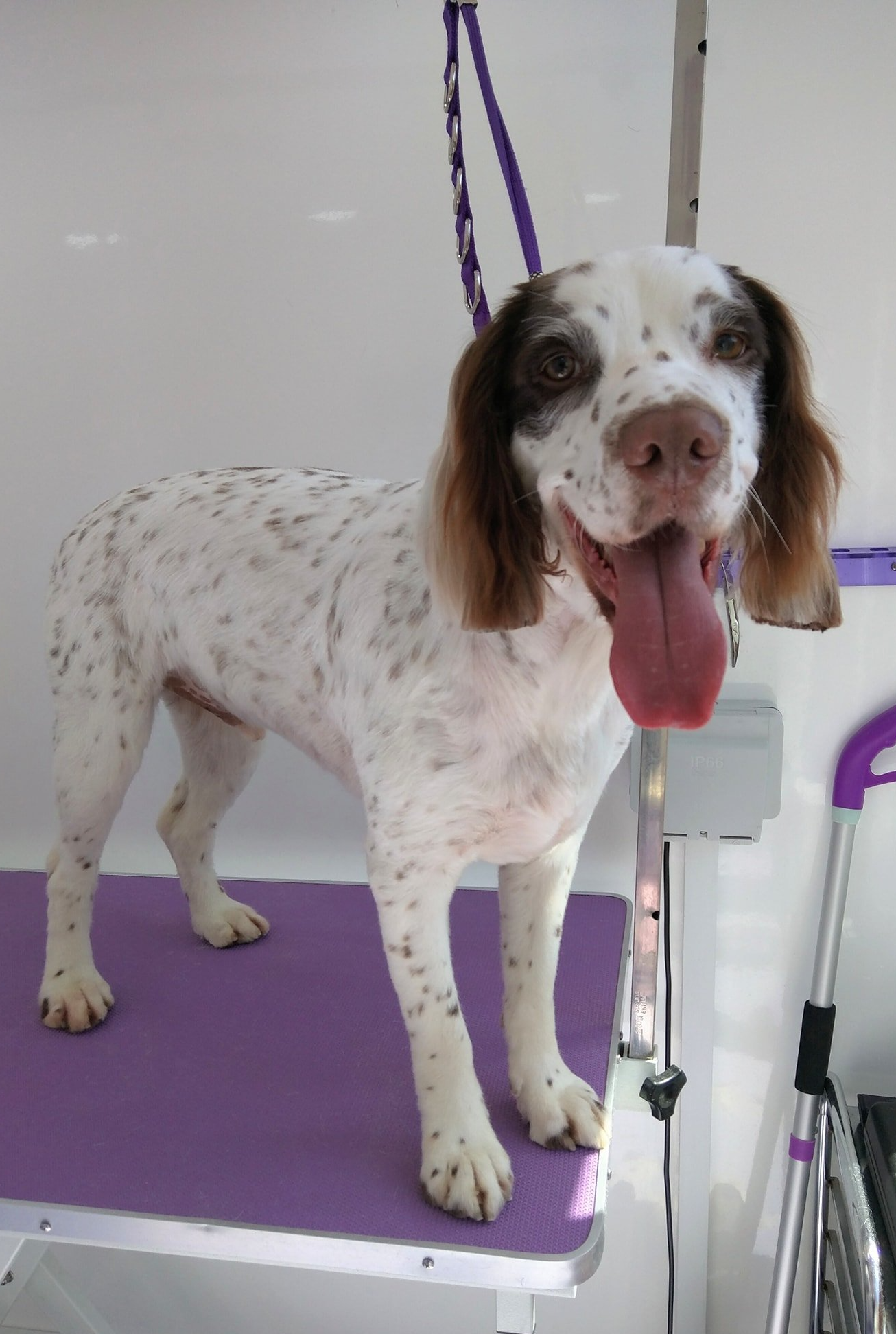 Toby Norton and Malton Dog Grooming