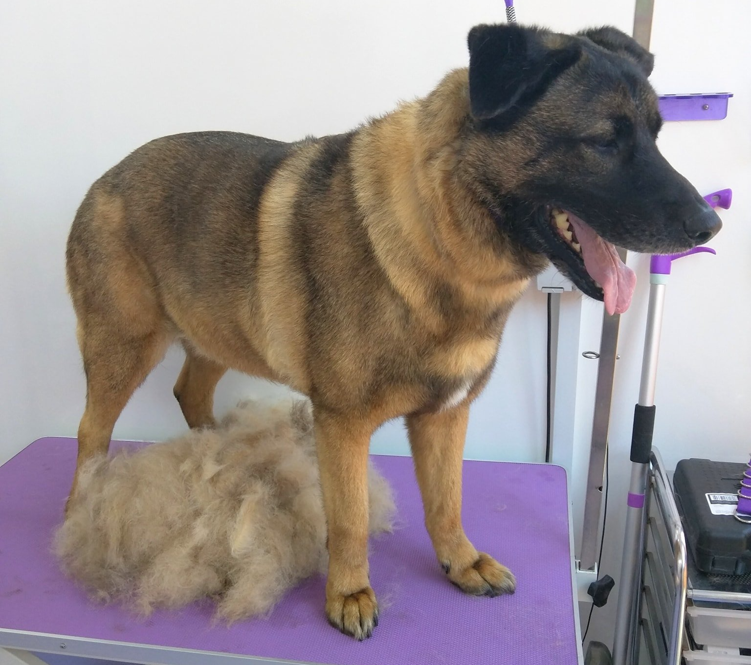 Troy Norton and Malton Dog Grooming