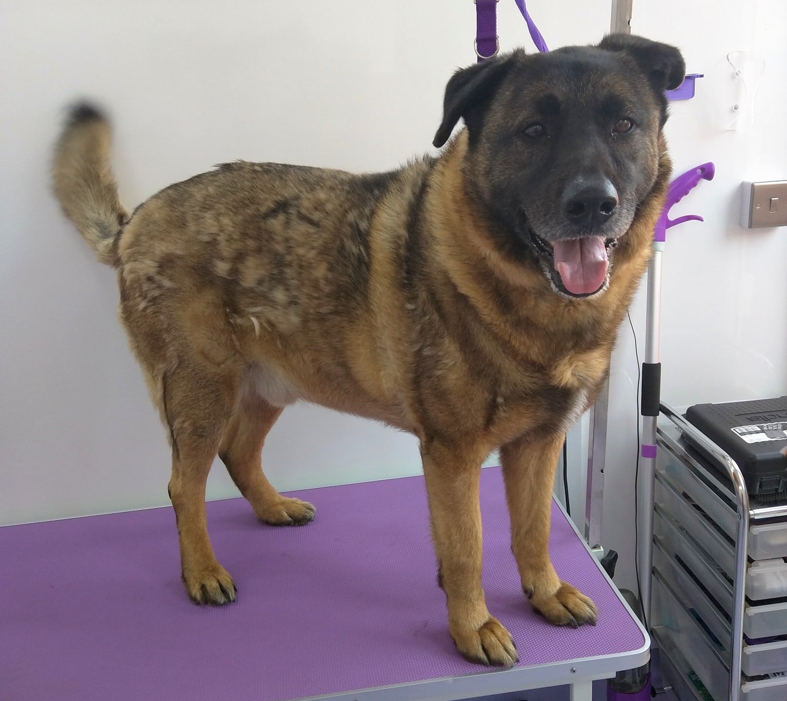 Troy Norton and Malton Dog Grooming