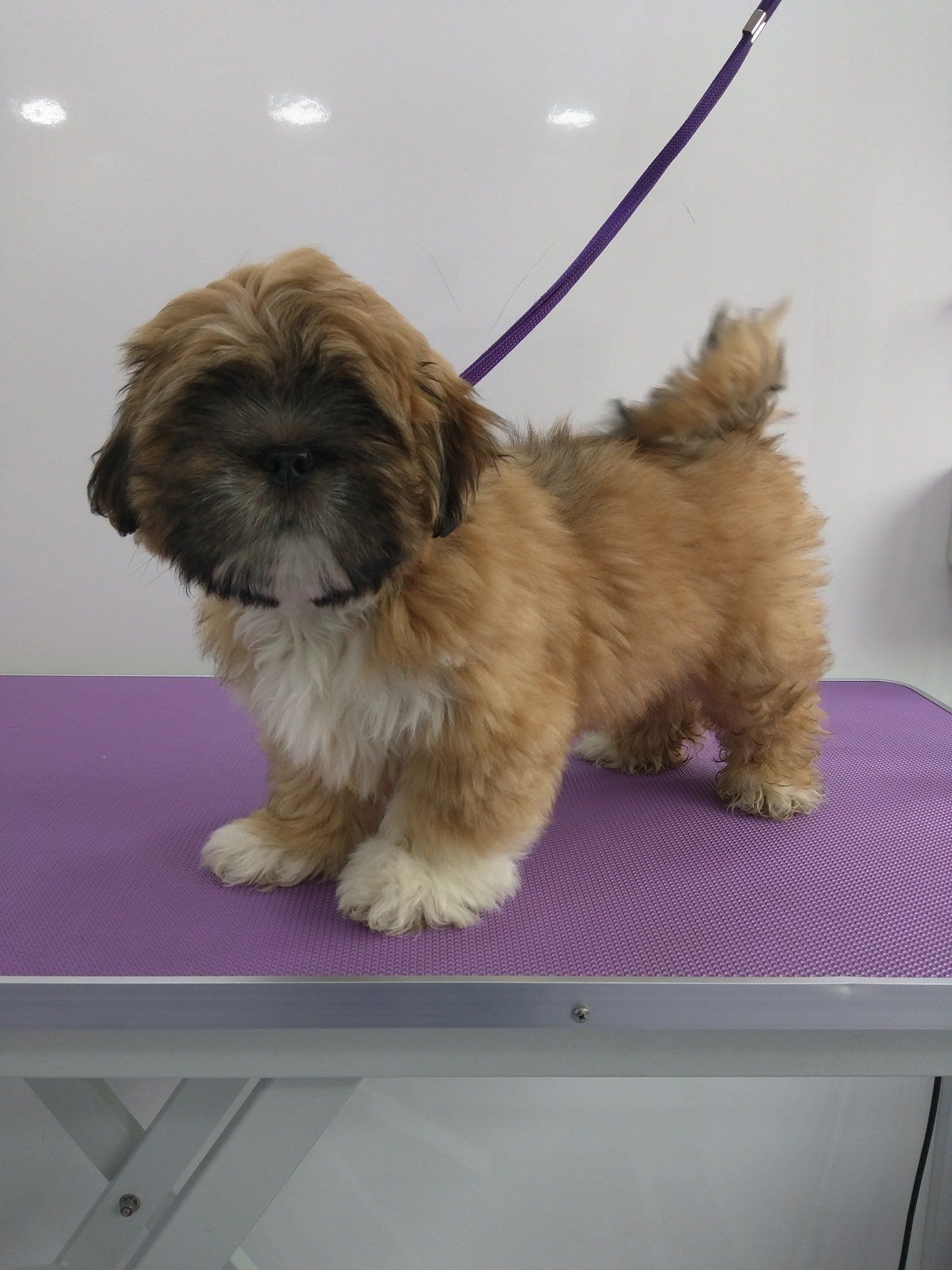 Winston Norton and Malton Dog Grooming