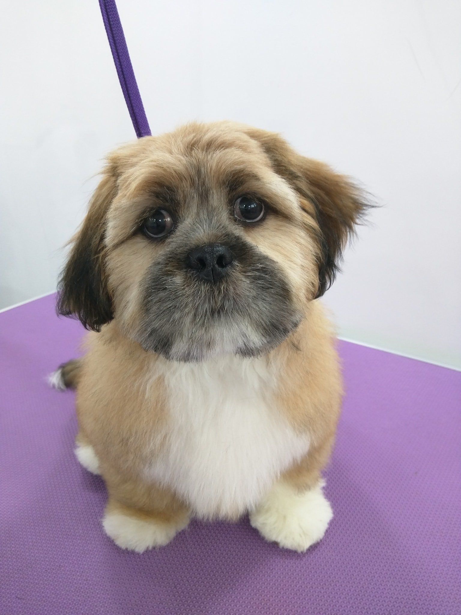 Winston after Norton and Malton Dog Grooming