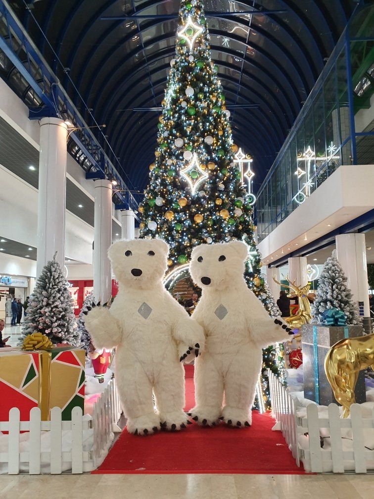 Les Ours Polaires Les Ours Polaires