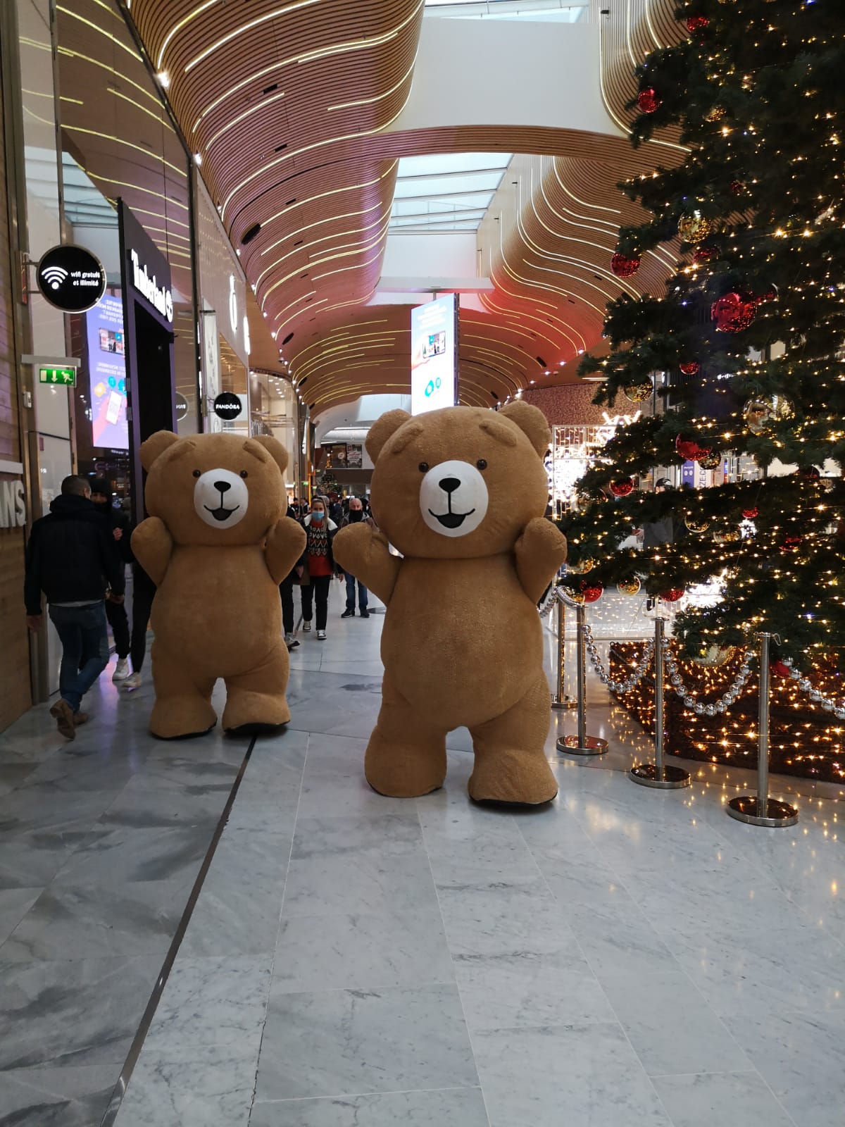Les Ours Bruns Les Ours Bruns