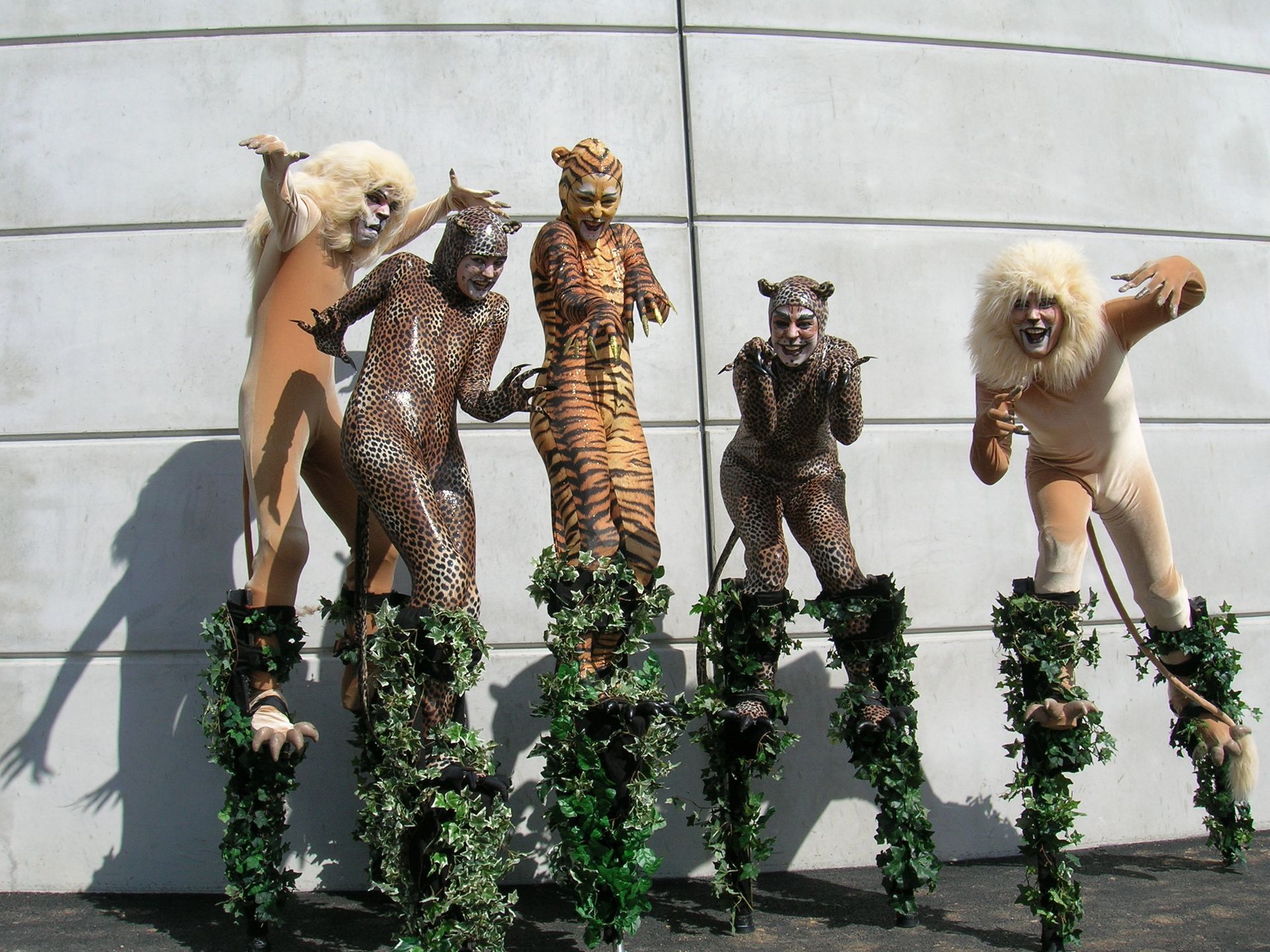 Les Félins Les Félins