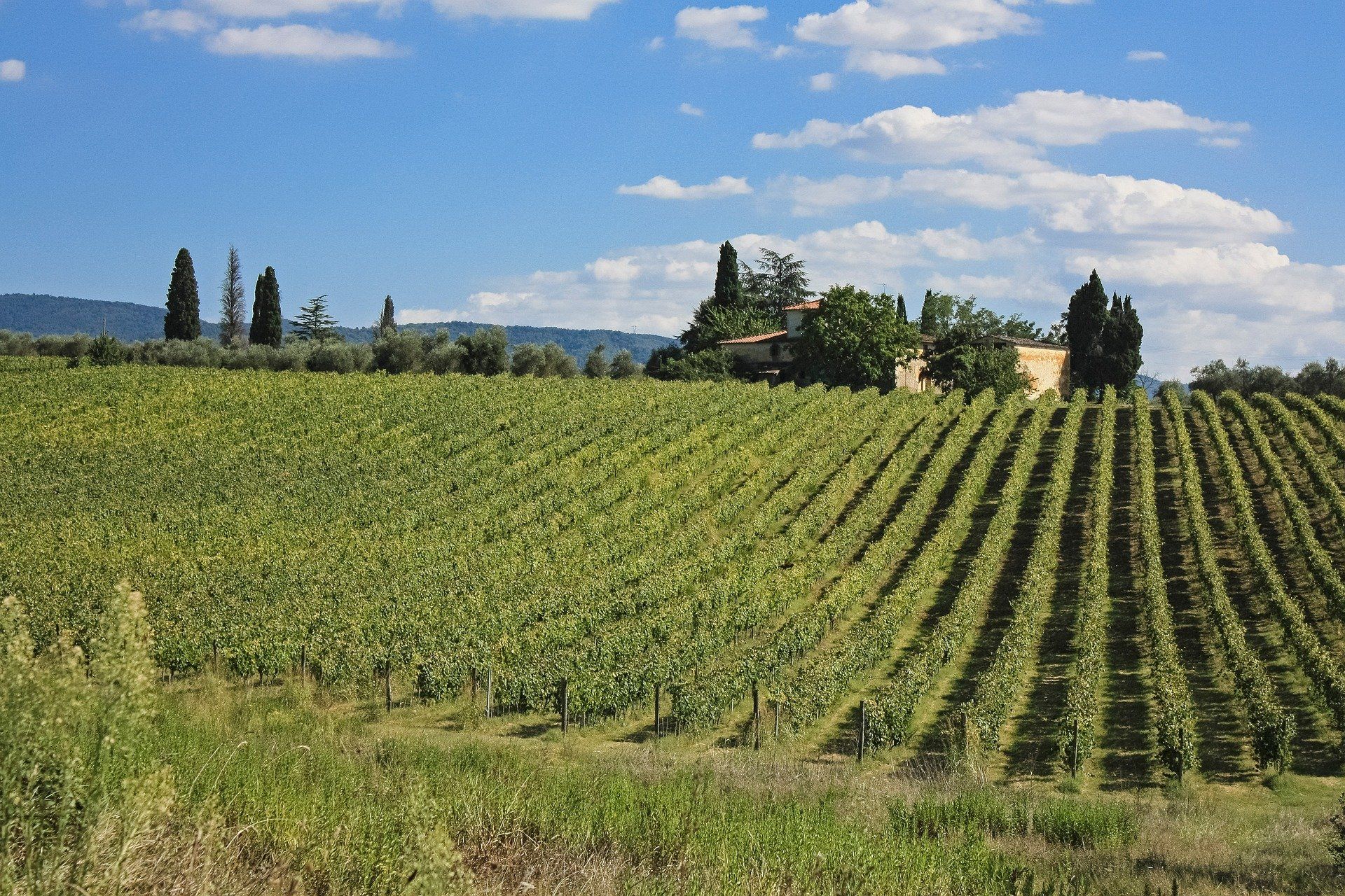Weingut in Italien