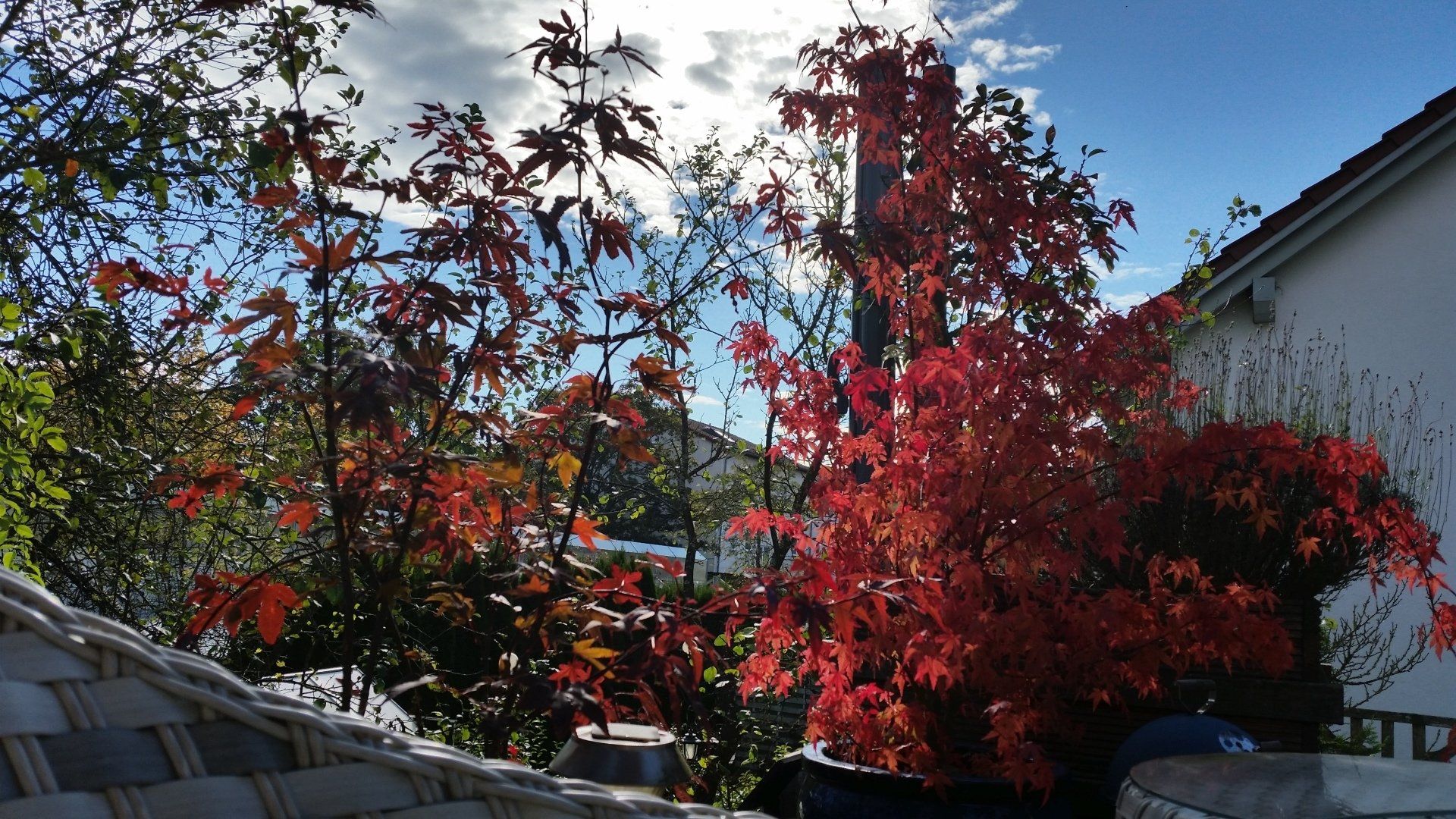 Herbst Roter Ahorn by NATURetekk