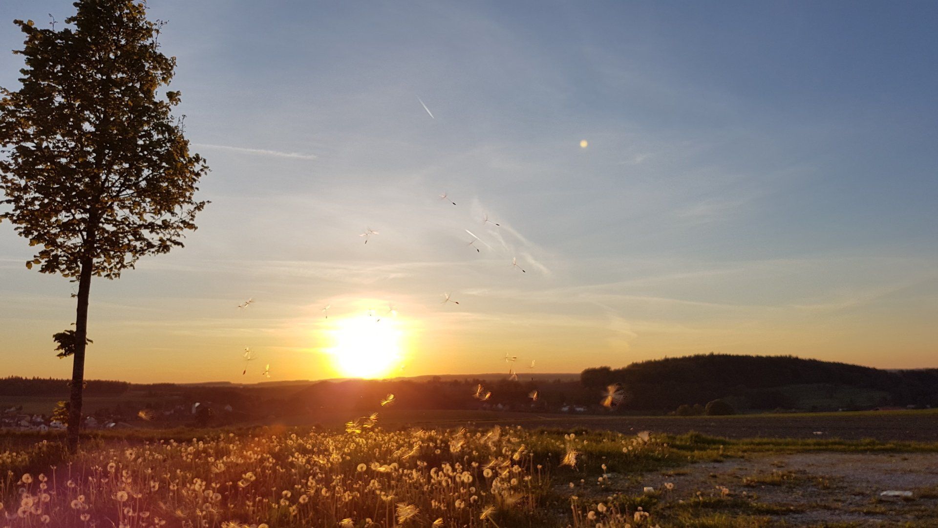 Pusteblumen fliegen bei Sonnenuntergang by NATURetekk