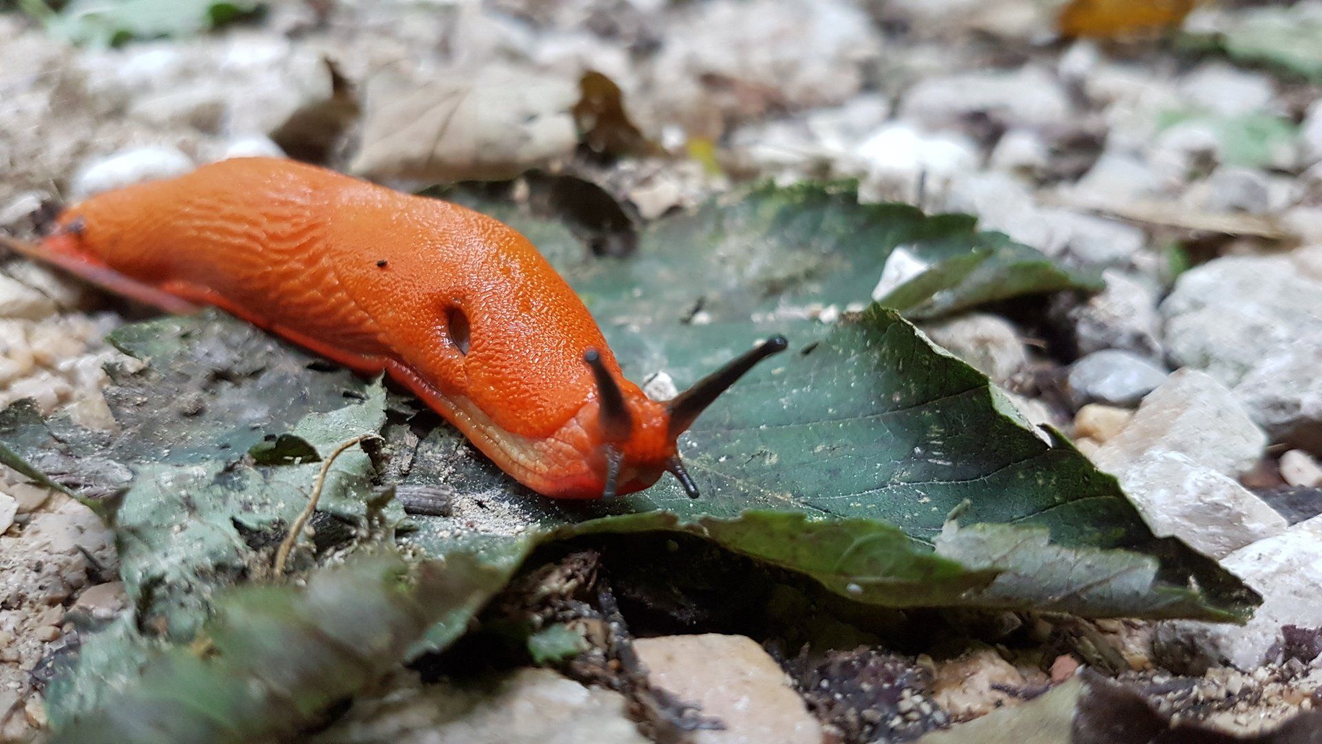 Rote Schnecke by NATURetekk