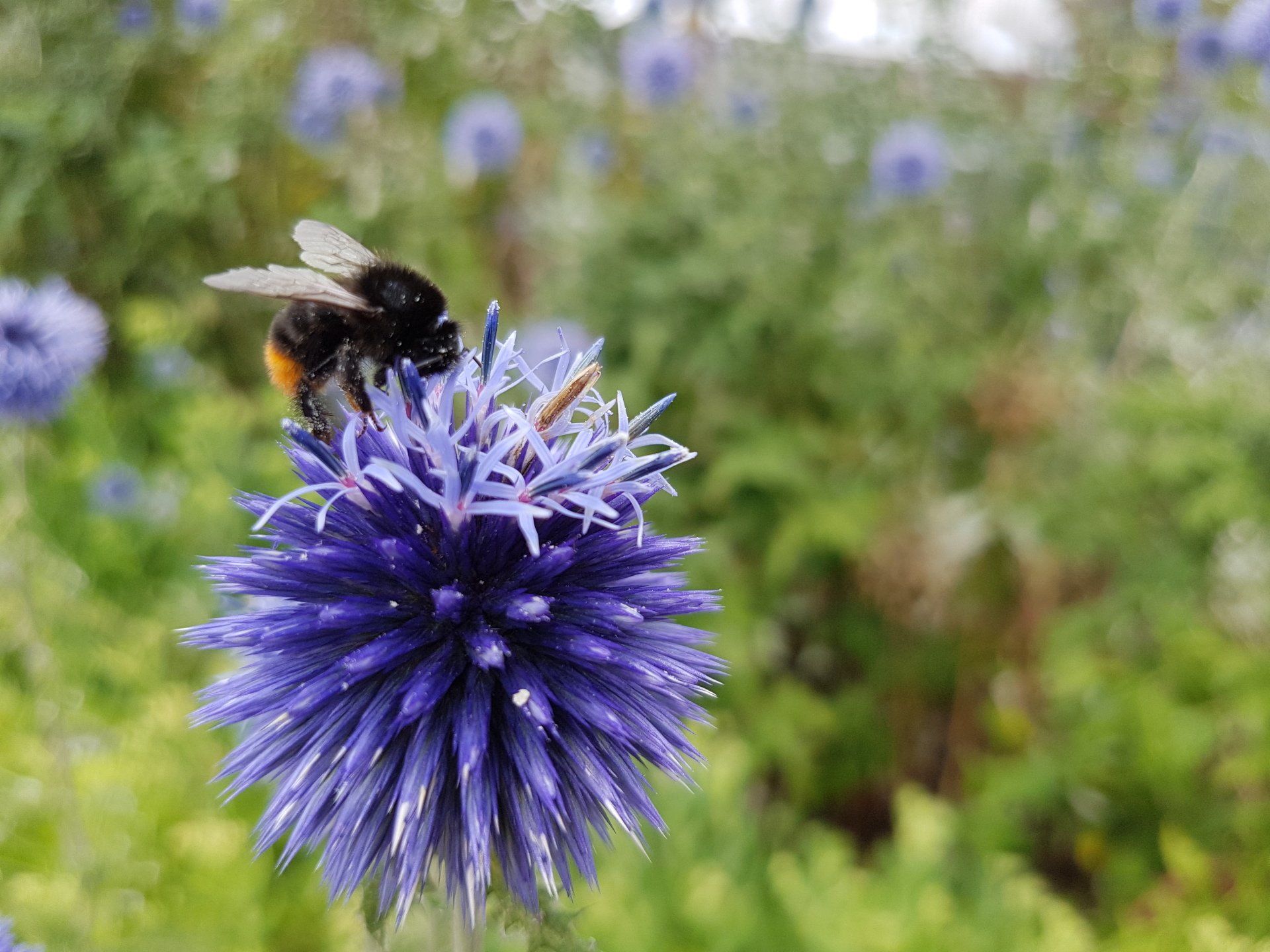 Hummel Blume Natur by NATURetekk