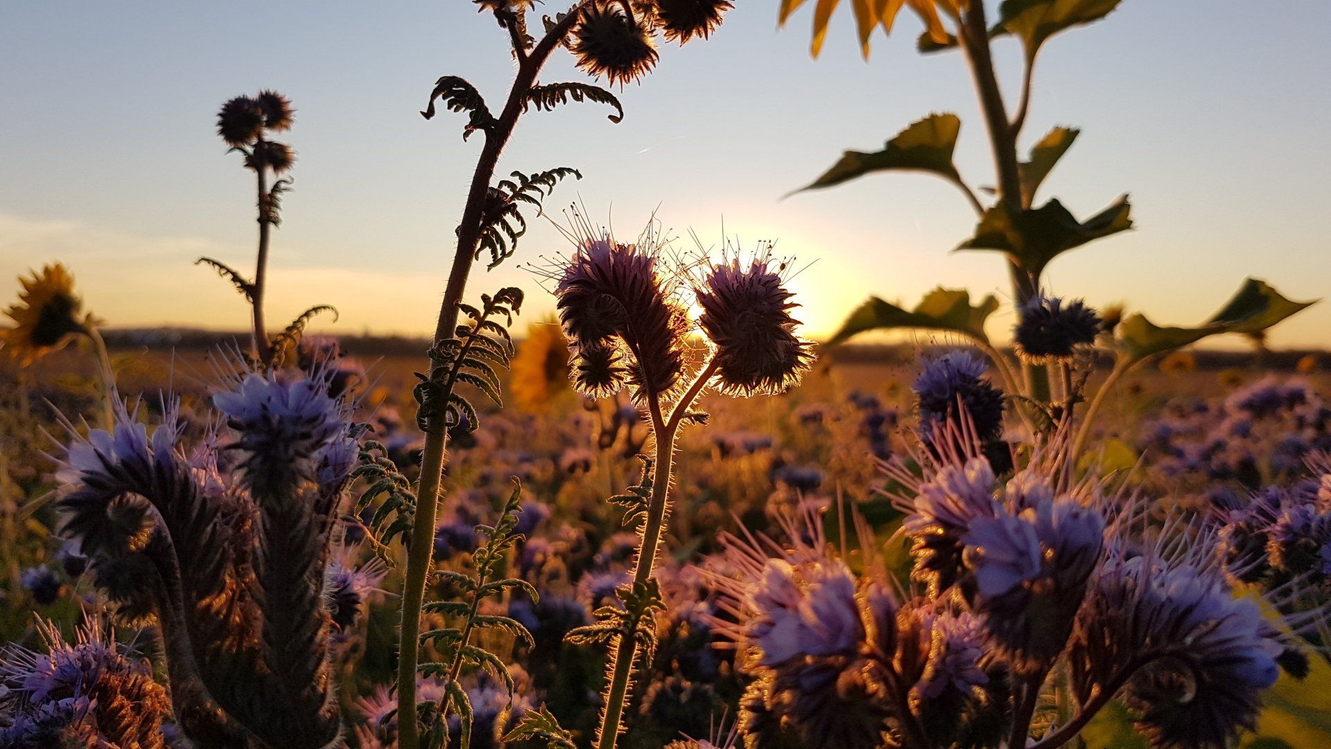 Sonnenuntergang Blumenfeld Blumen Natur by NATURetekk