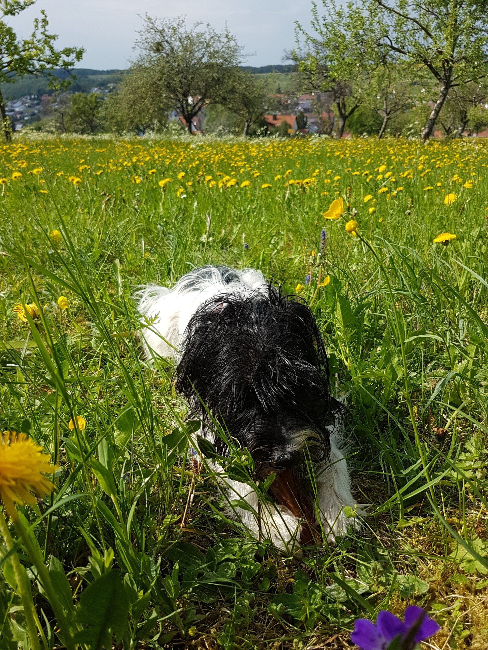 Blumenwiese Hund by NATURetekk