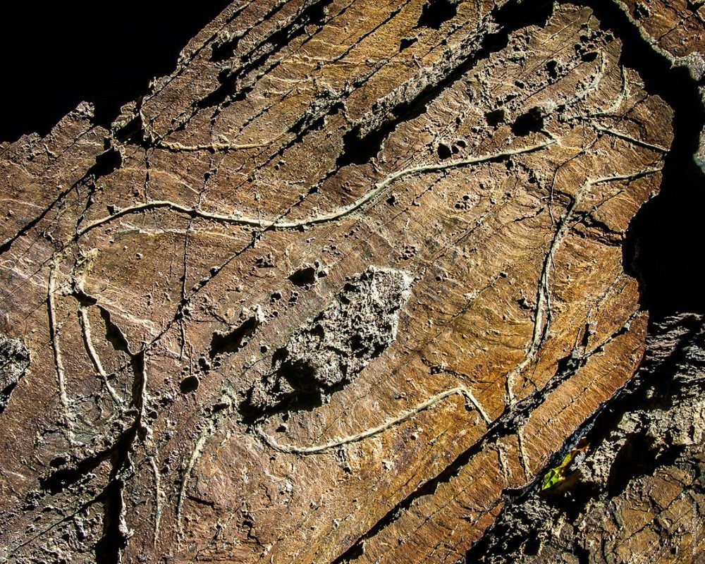 buey tallado en roca