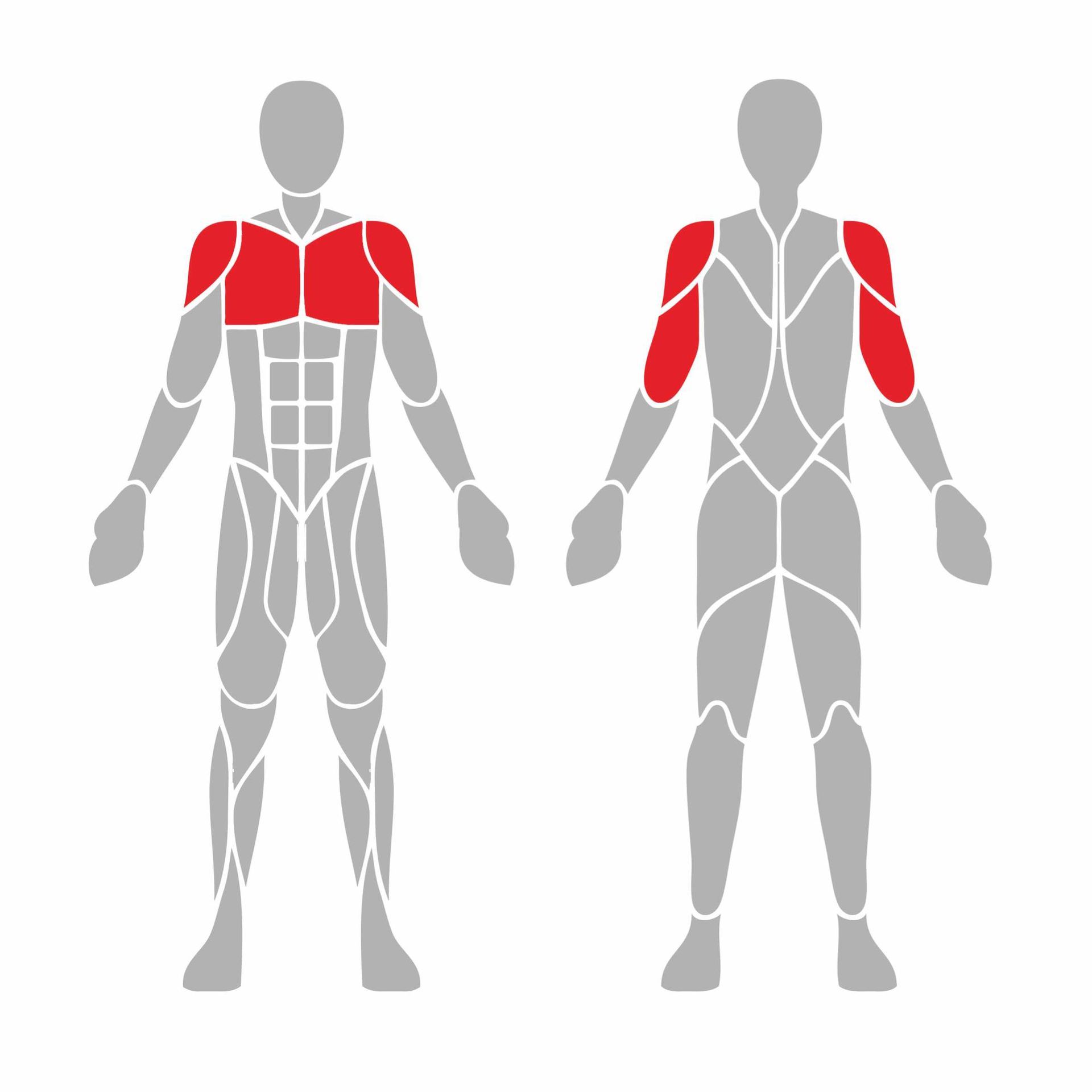 OPTIGN-009 OPTIFIT IGNITE OUTDOOR VARIABLE LOAD BENCH PRESS MUSCLES USED OPTIGN-009 OPTIFIT IGNITE OUTDOOR VARIABLE LOAD BENCH PRESS MUSCLES USED