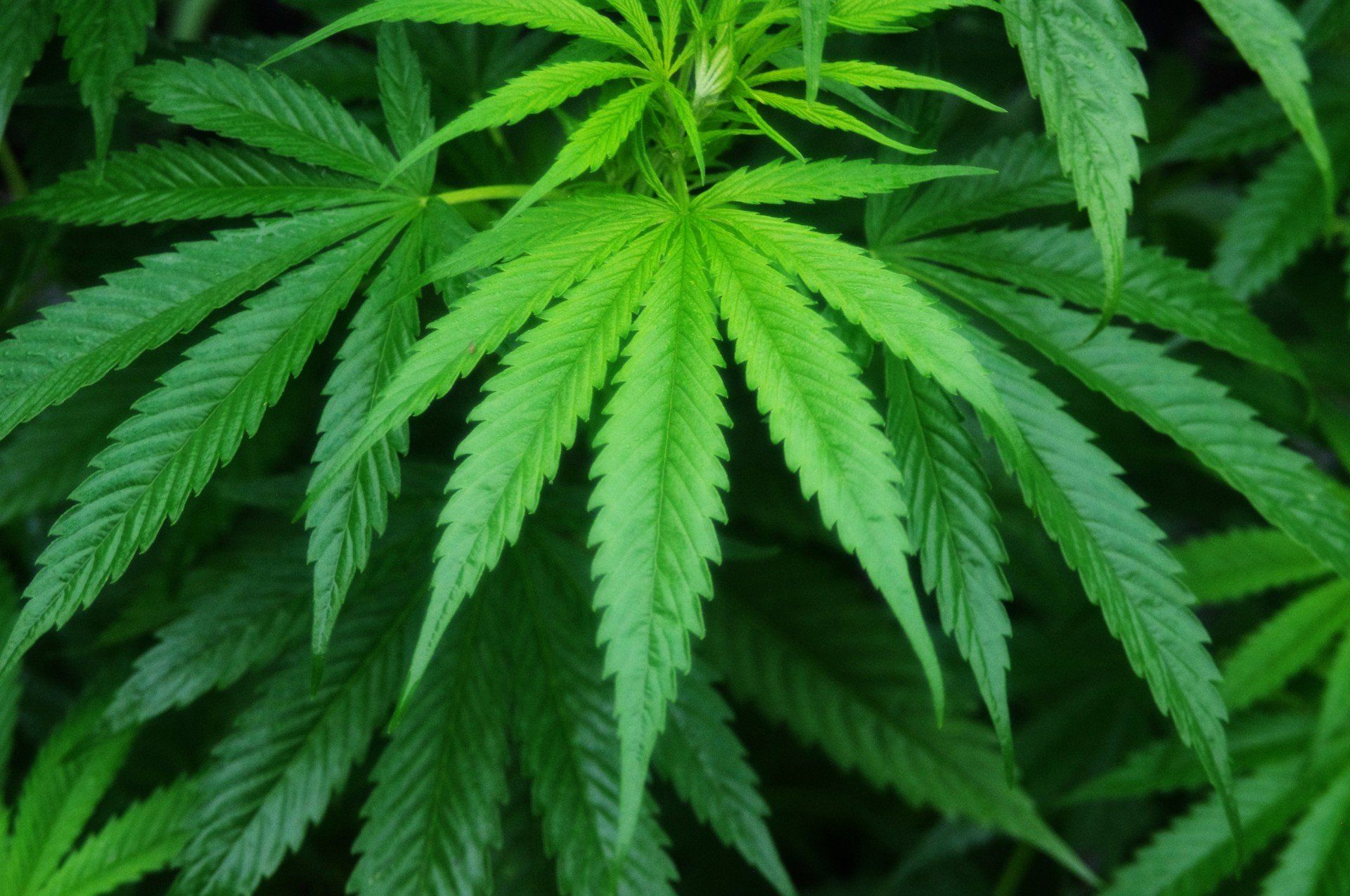 Grow Shop Madrid