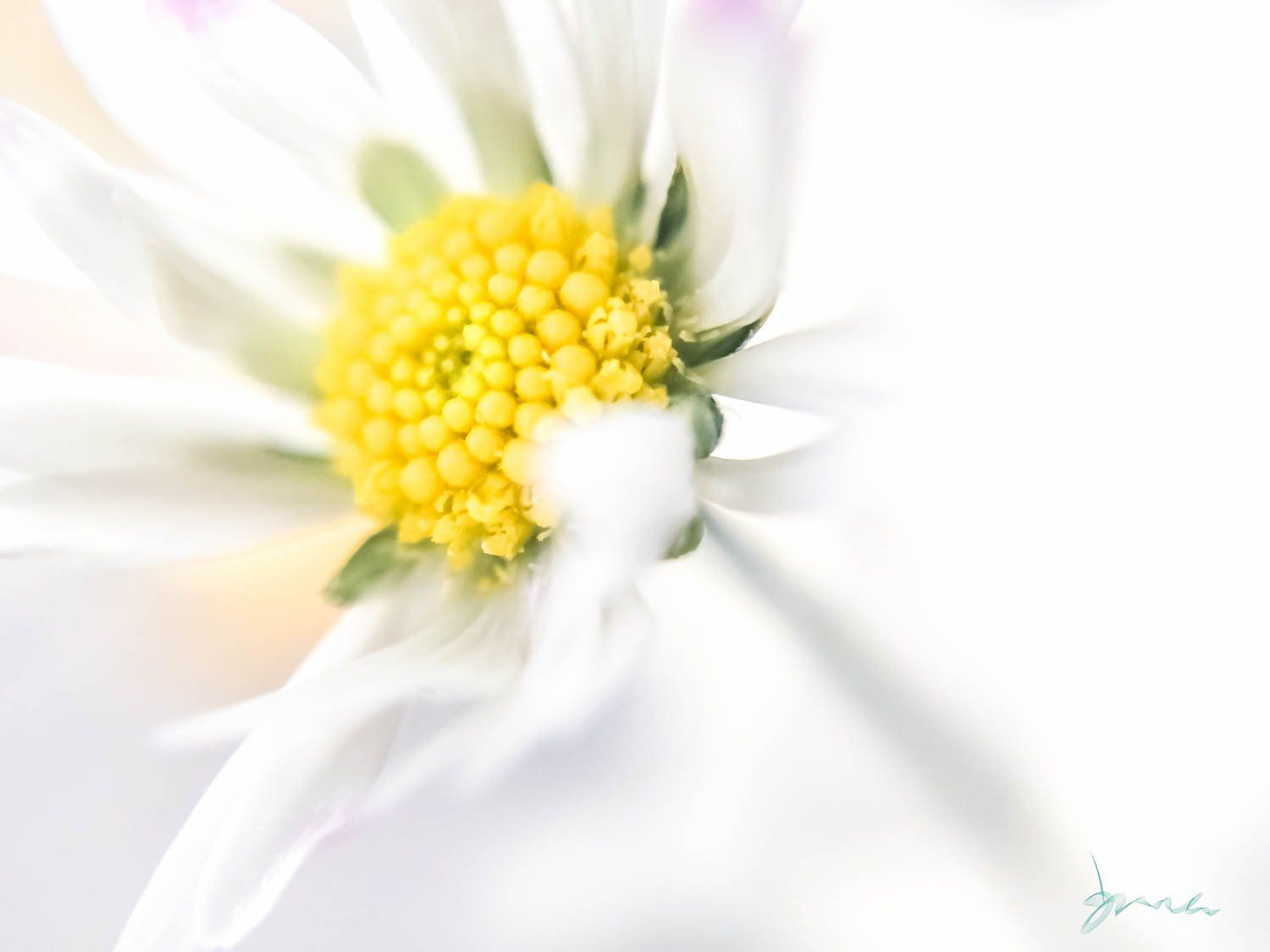 flower home decor, home decor, art, interior decor