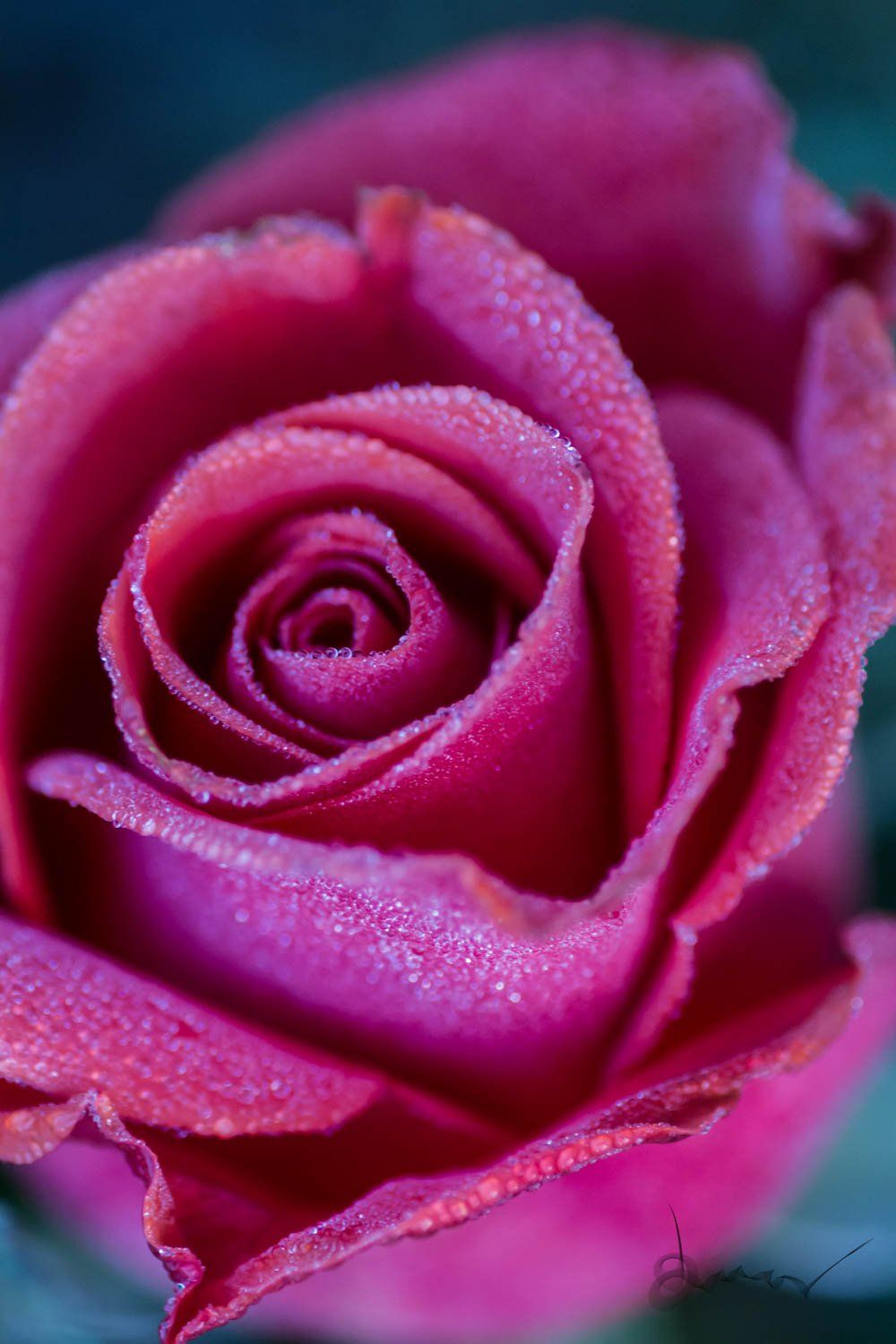 rose home decor, home decor, art, interior decor