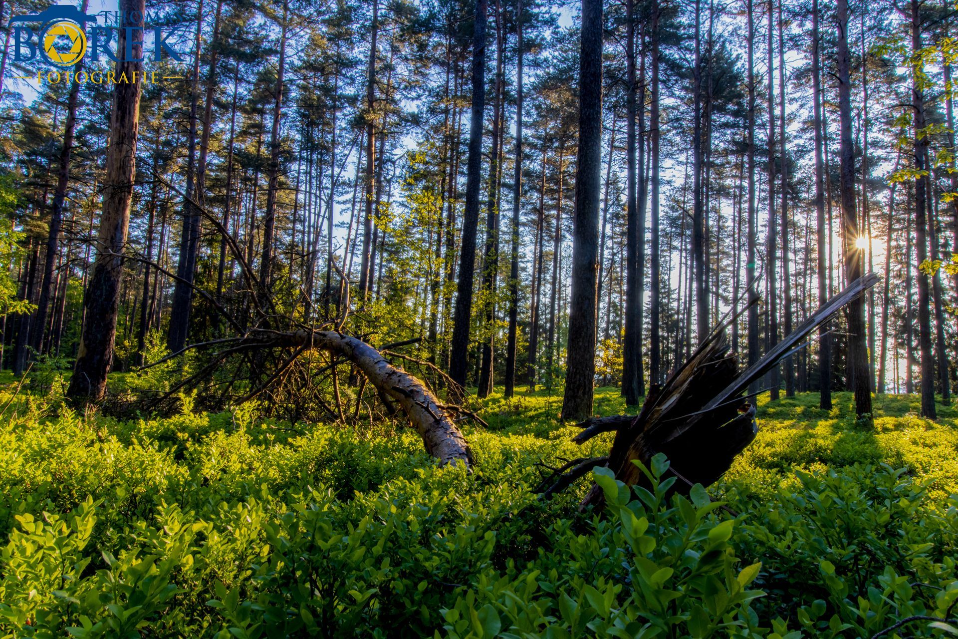 Sonnenaufgang im Wald
