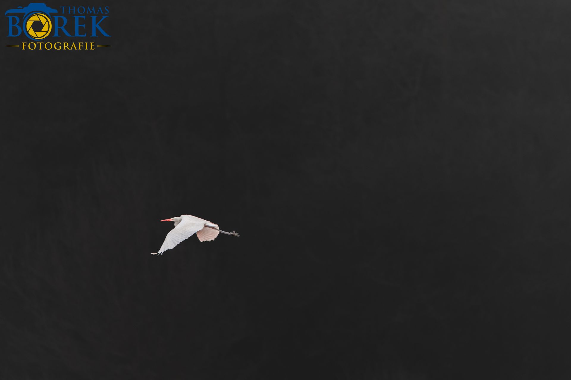 Silberreiher im Flug