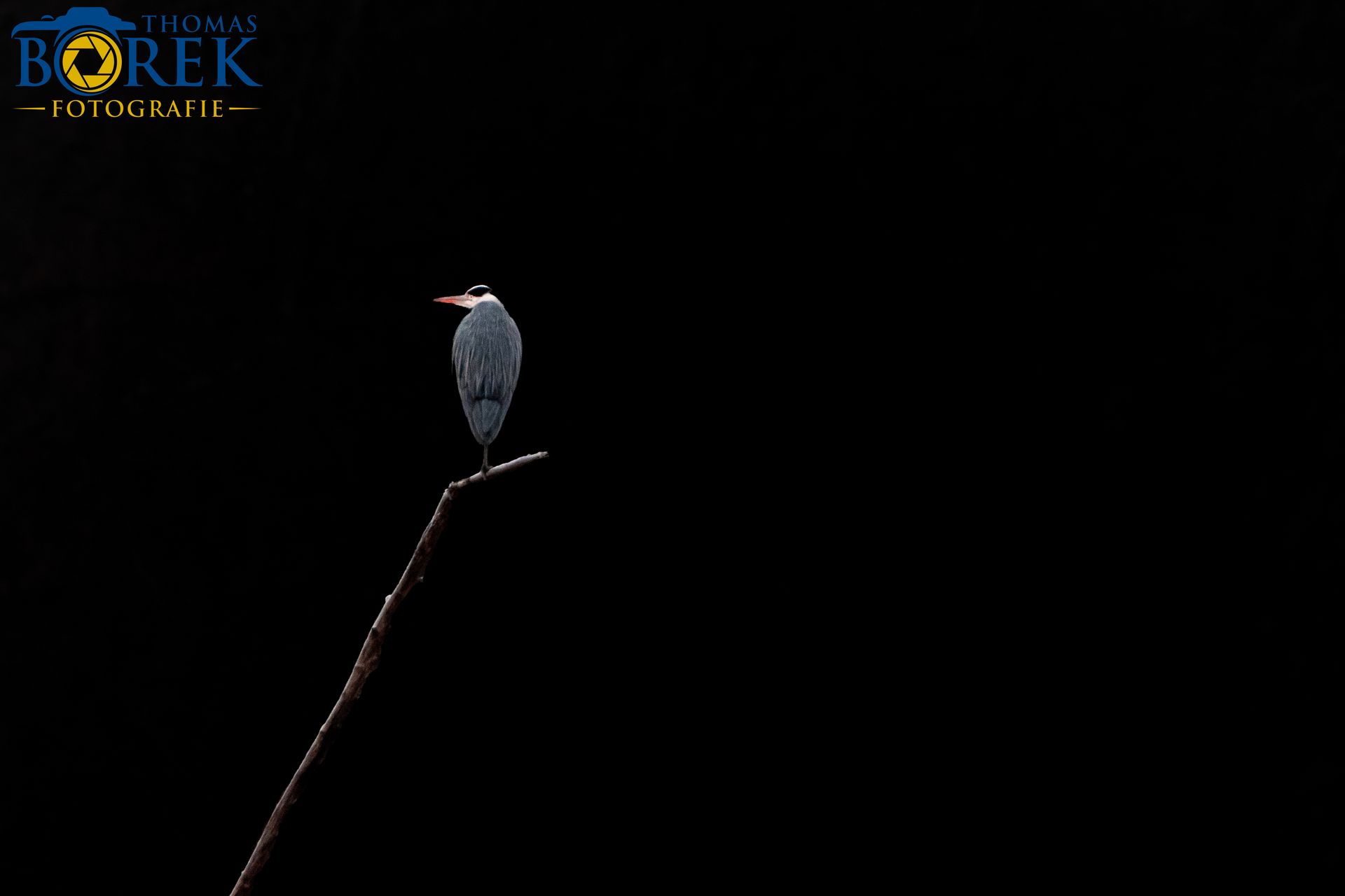 Graureiher auf seinem Ansitz