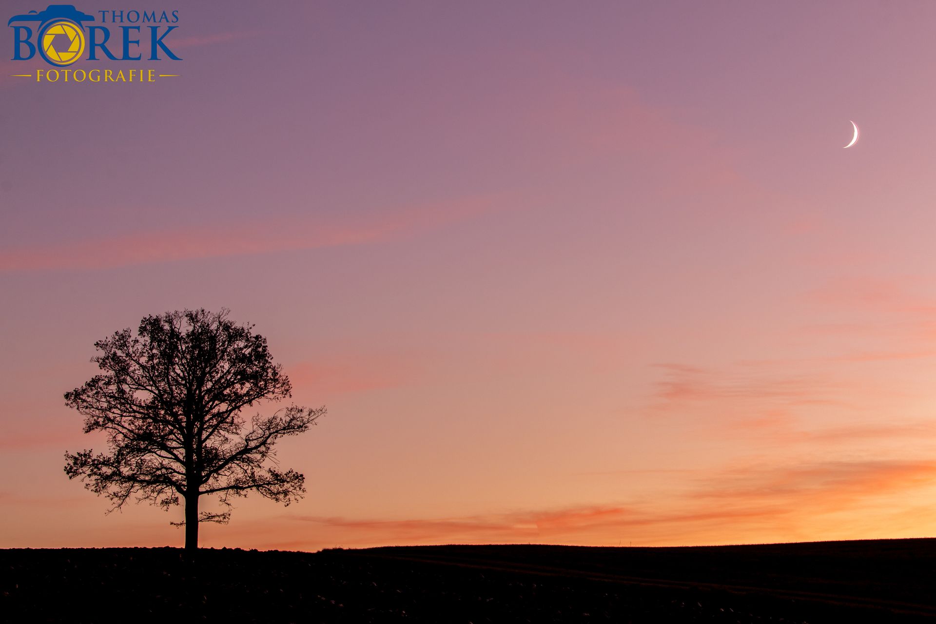 Baum mit Mond im Sonnenuntergang. Baum mit Mond im Sonnenuntergang.