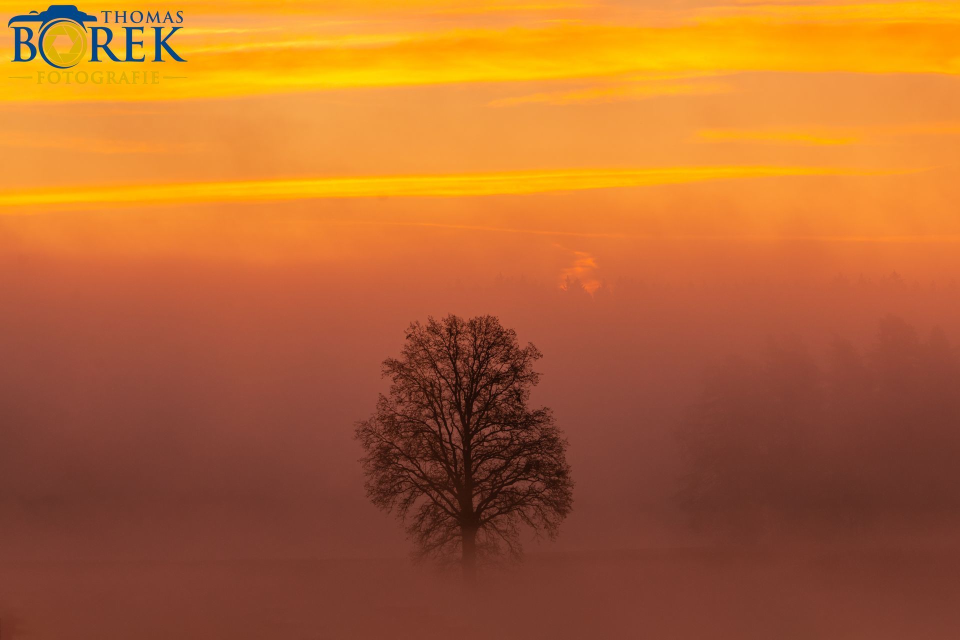 Baum im Nebel der aufgehenden Sonne. Baum im Nebel der aufgehenden Sonne.
