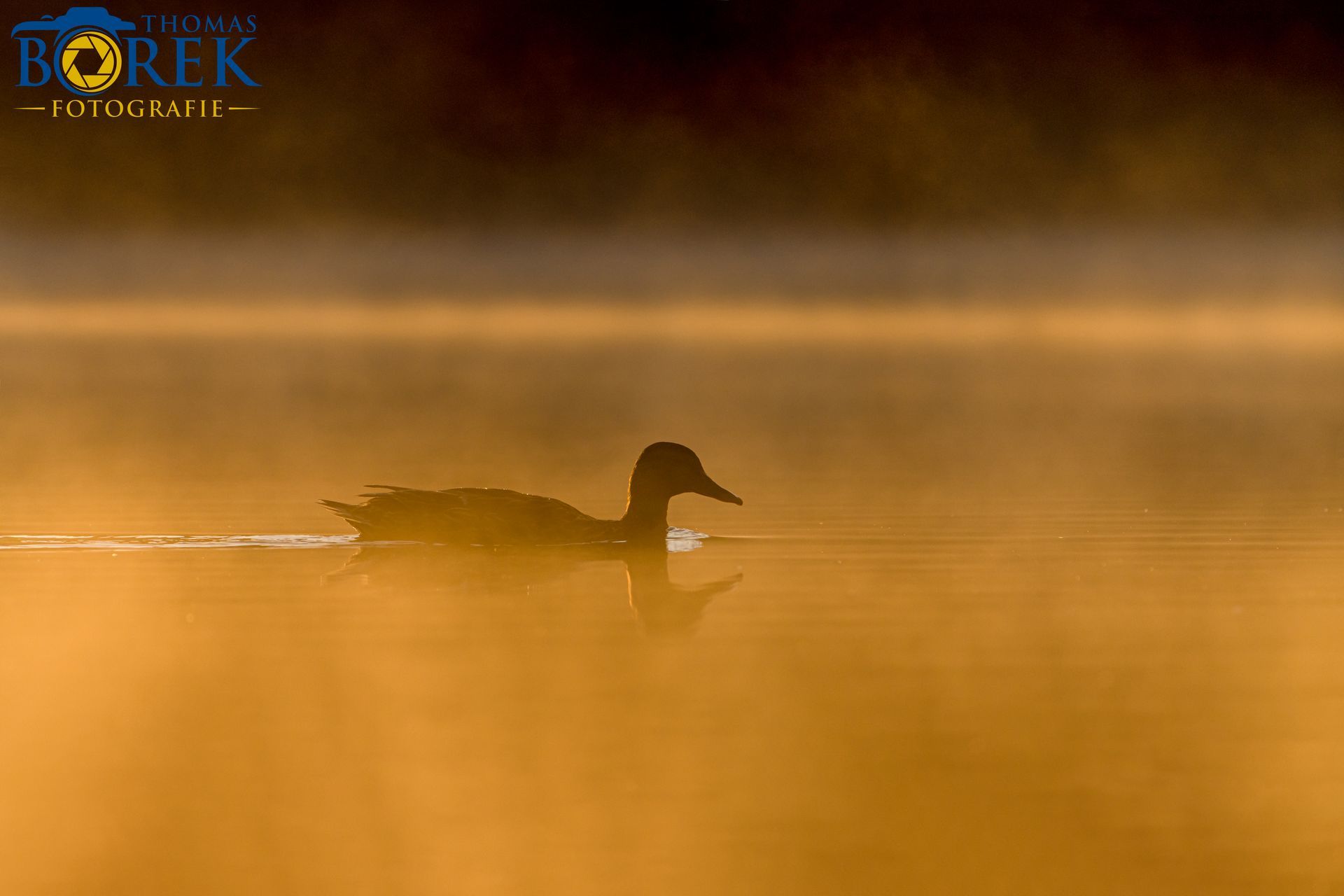 Ente im Morgennebel