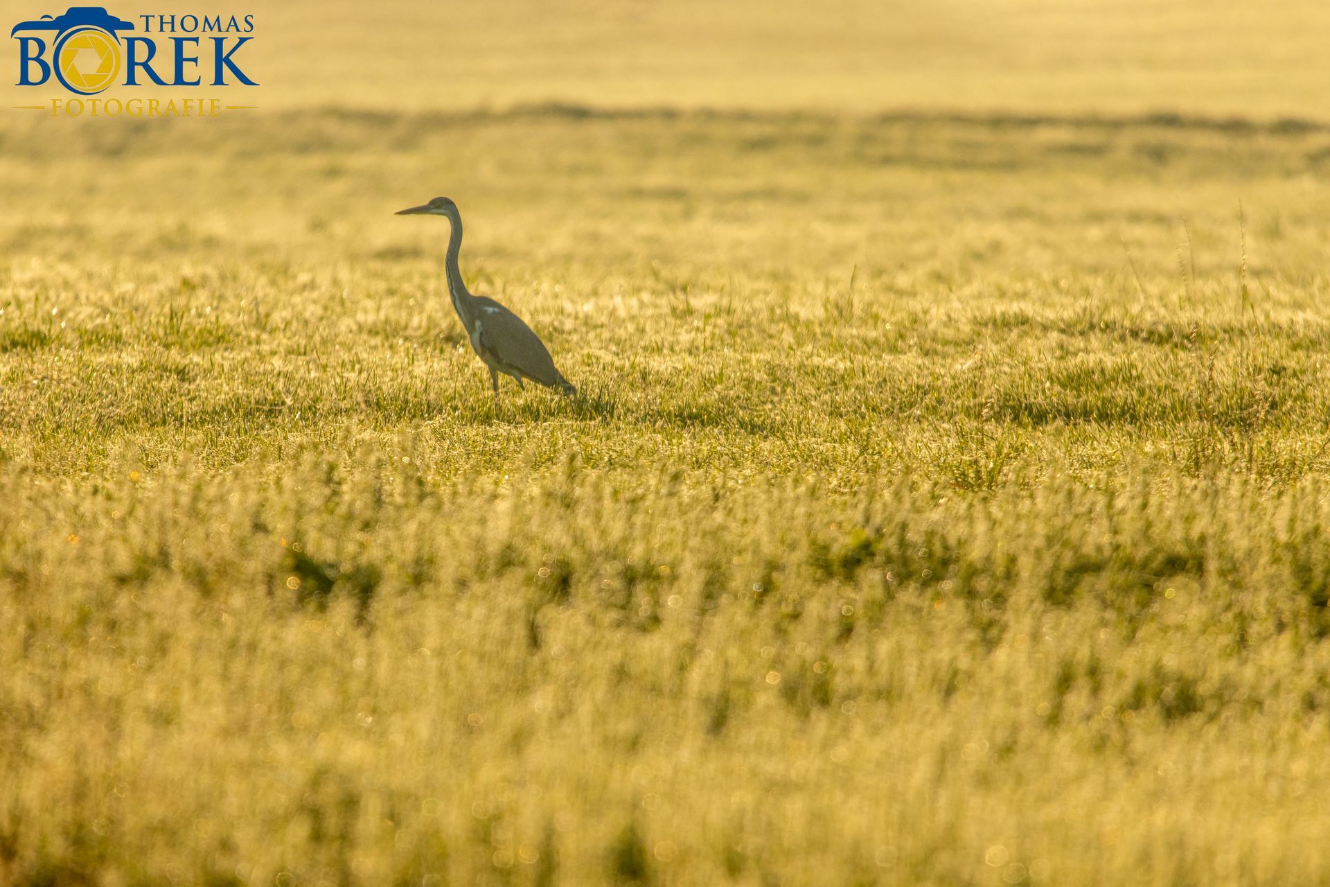 Graureiher im goldenen Feld