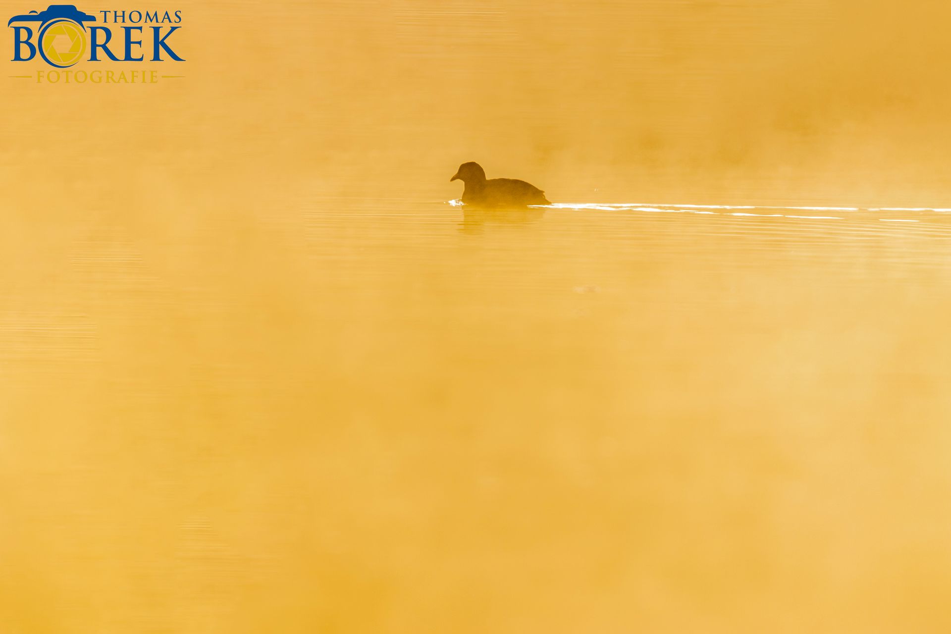 Ente im Morgennebel