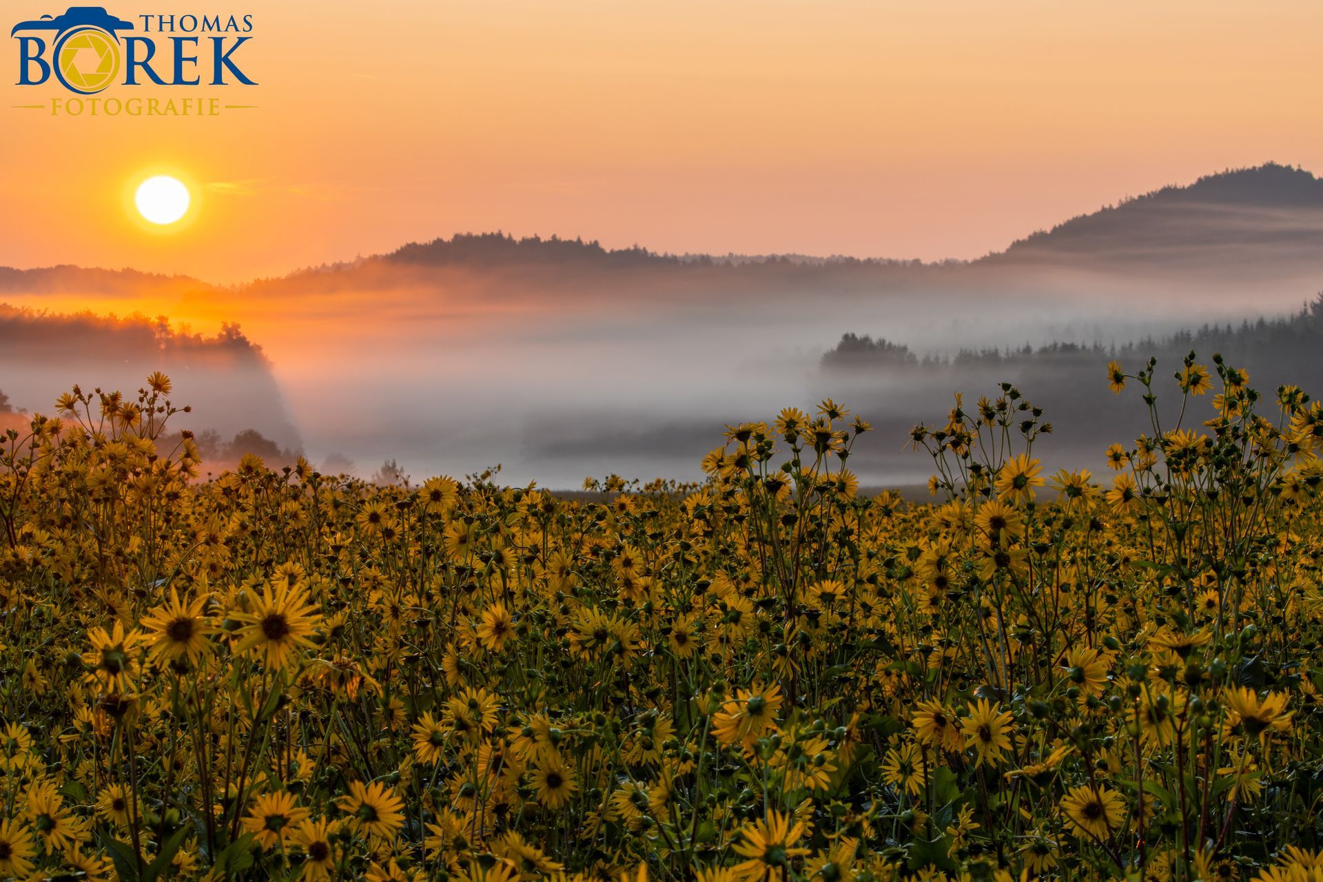 Sonnenaufgang mit Silphien