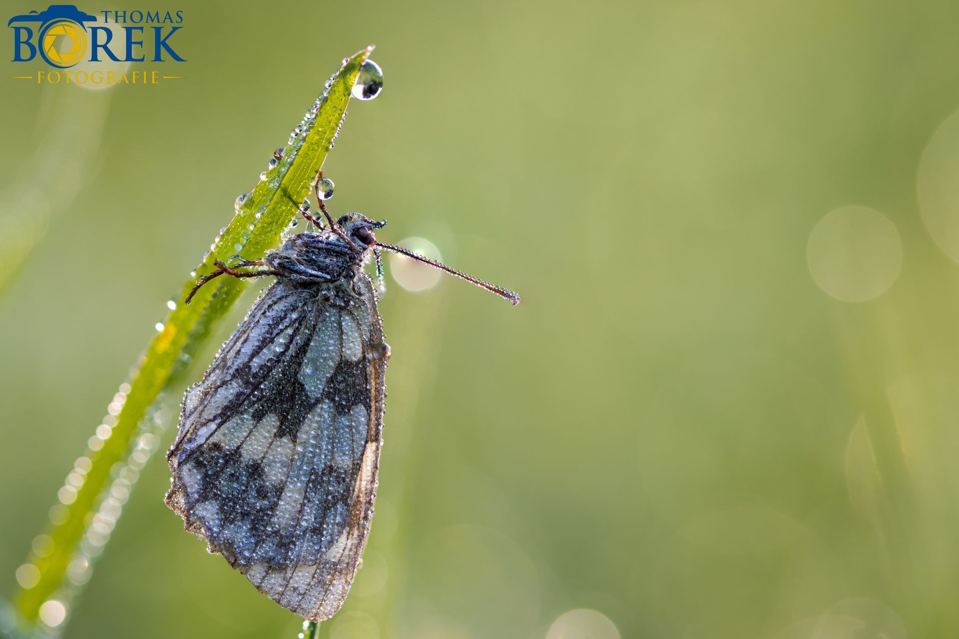 Schachbrettfalter im Morgentau. Schabrettfalter, Schmetterling