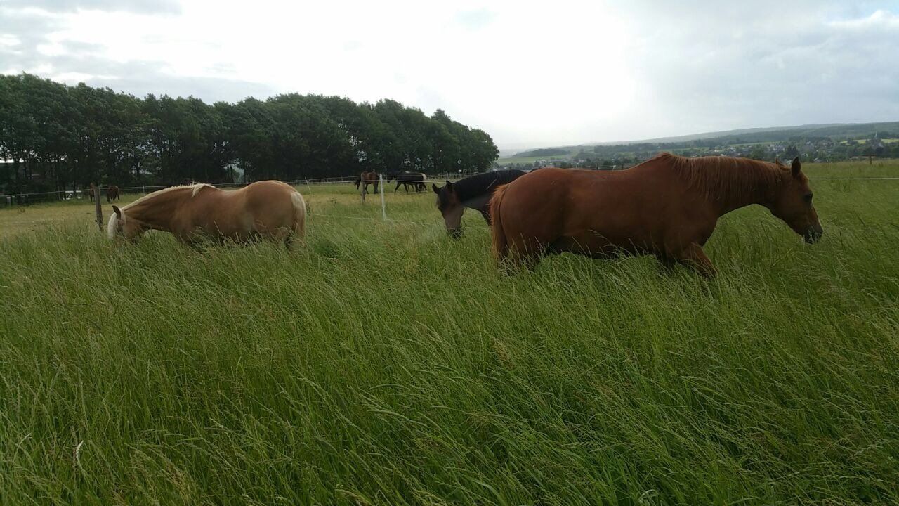 Pferde im hohen Gras