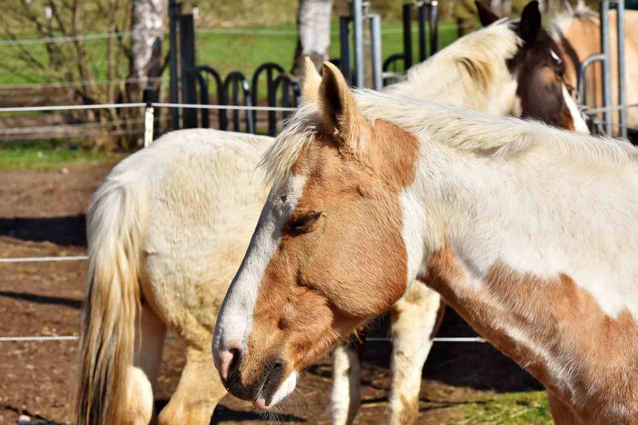 Ponys im Offenstall
