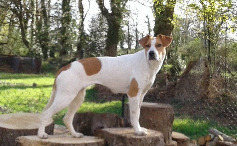 reiki animaux Vannes Reiki animalier Vannes Surzur