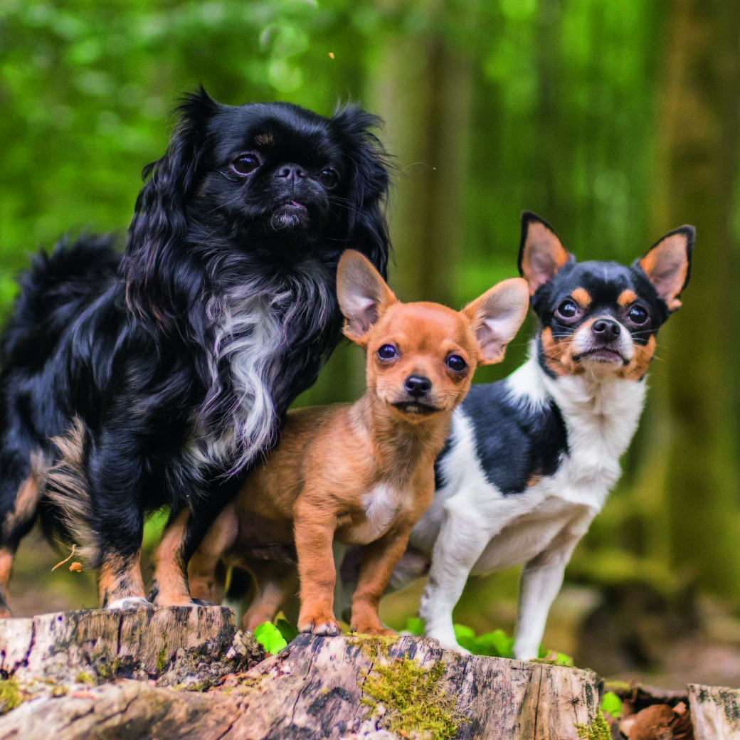 Therapiehunde Fluff, Sam & Tom