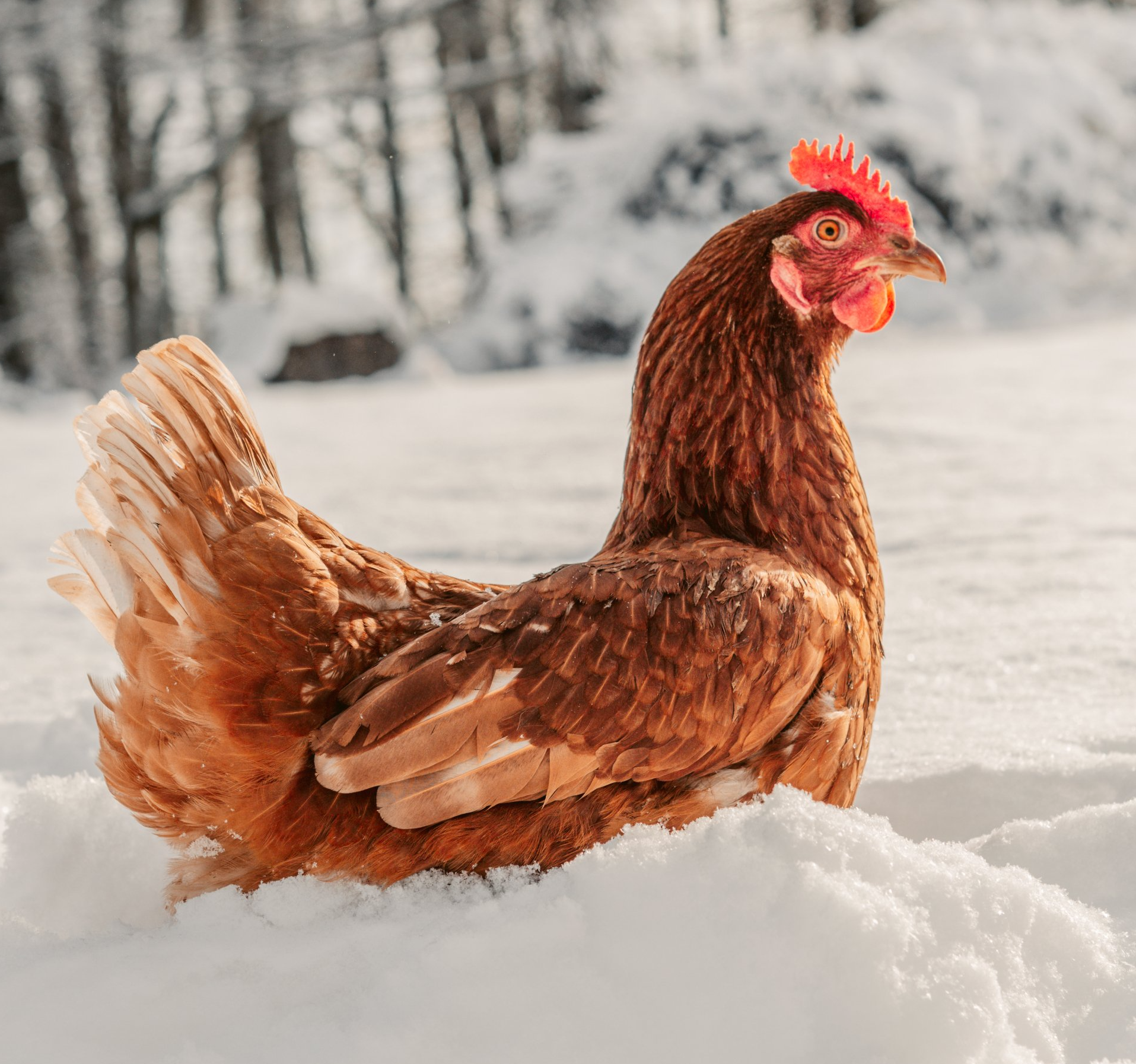 Bio Huhn Mobilstall Dünger Pellets