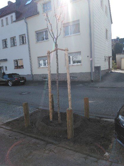 Junger Baum in Saarbrücken