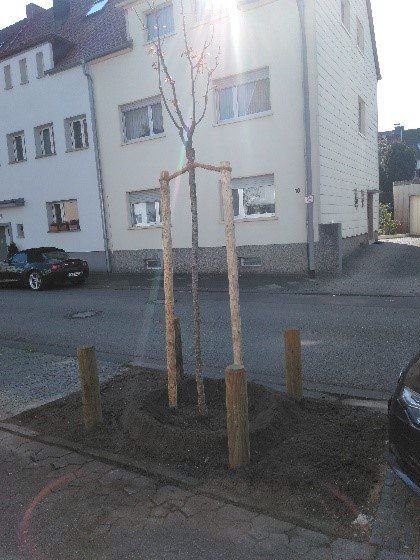 Aktion grünes Saarbrücken Junger Baum in Saarbrücken