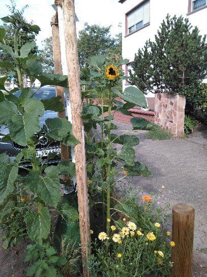 Aktion grünes Saarbrücken Junger Baum in der Stadt Saarbrücken