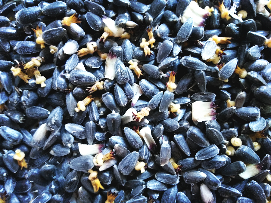 Aktion grünes Saarbrücken