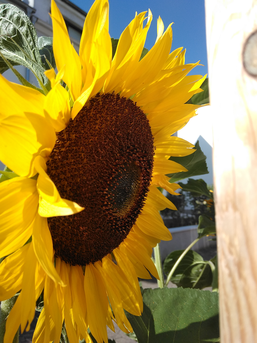 Sonnenblume Nahaufnahme