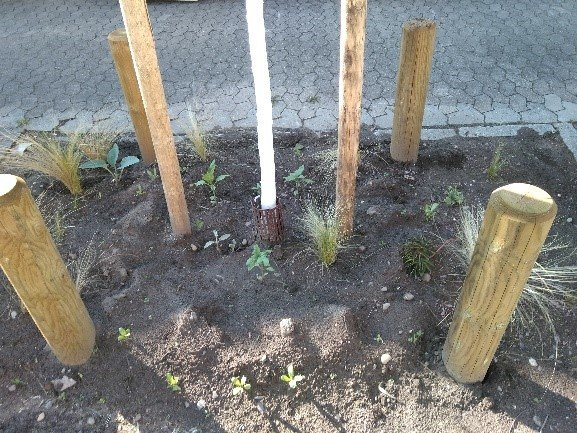 Aktion grünes Saarbrücken Junger Baum in Saarbrücken