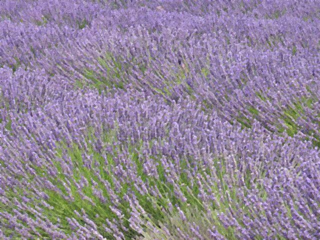 Lavendelfeld