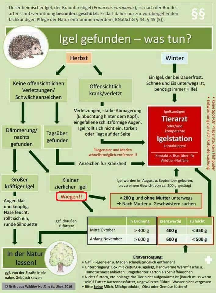 Grafik-Veröffentlichung mit freundlicher Genehmigung durch fb-Gruppe Wildtier-Notfälle L. Uhe Grafik-Veröffentlichung mit freundlicher Genehmigung durch fb-Gruppe Wildtier-Notfälle L. Uhe