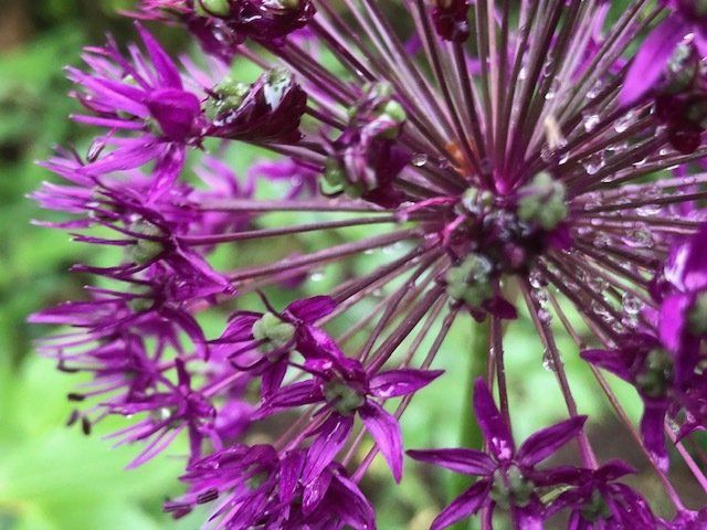 Anthroposophie und Kinesiologie