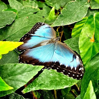 Schmetterling auf Blättern
