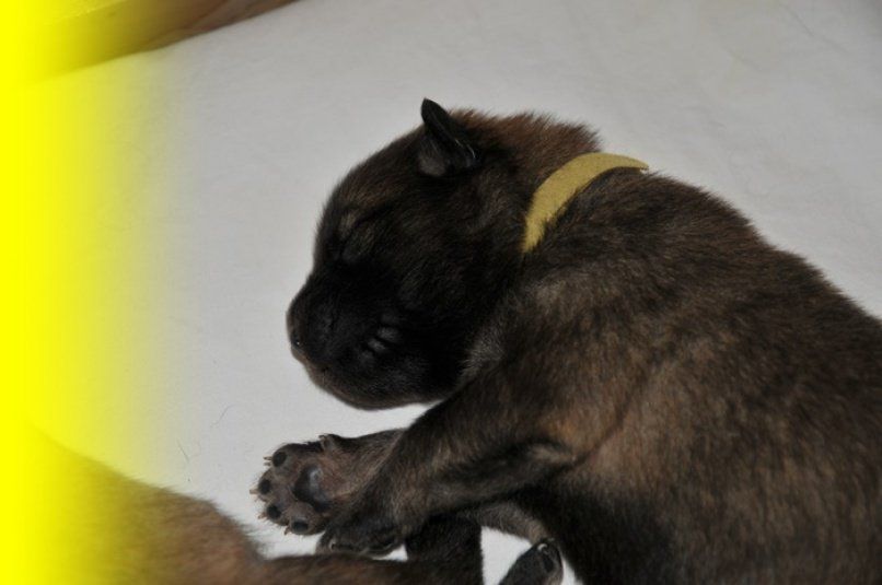 Eurasier Hund Welpen
