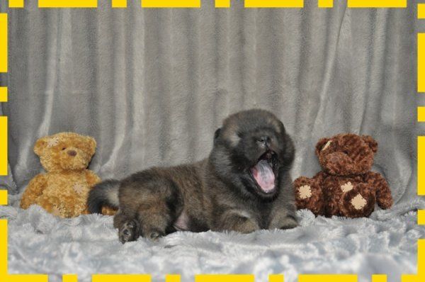 Eurasier Hund Welpen